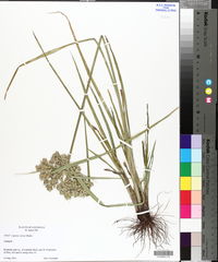 Cyperus virens image