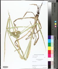 Cyperus virens image
