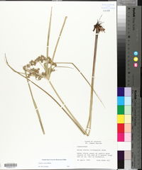 Cyperus virens image