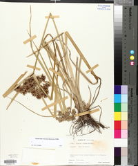 Cyperus virens image