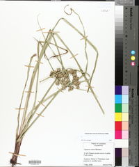 Cyperus virens image