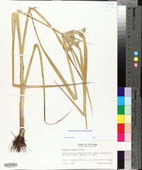 Cyperus virens image
