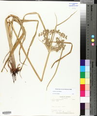 Cyperus virens image