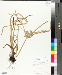 Cyperus virens image