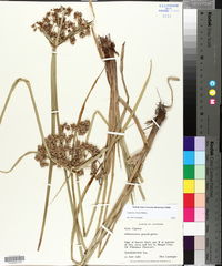 Cyperus virens image
