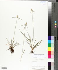 Cyperus aggregatus image