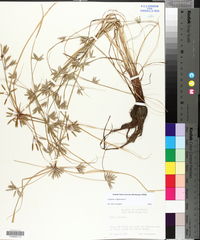 Cyperus compressus image