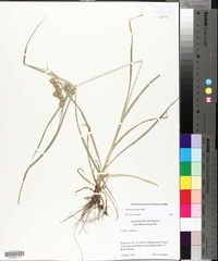 Cyperus croceus image