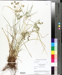 Cyperus croceus image