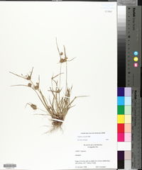 Cyperus croceus image