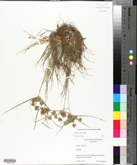 Cyperus croceus image