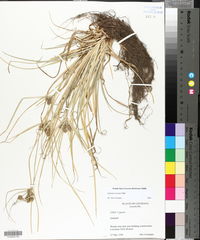 Cyperus croceus image