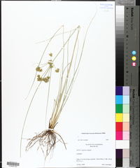Cyperus elegans image