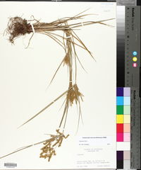 Cyperus iria image