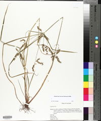 Cyperus iria image