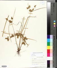 Cyperus iria image