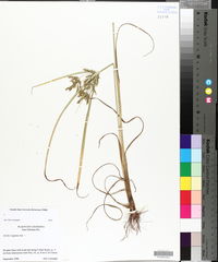 Cyperus iria image