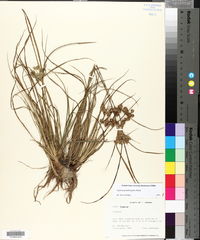Cyperus pseudovegetus image