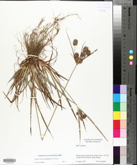 Cyperus retrorsus image