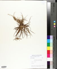 Cyperus retrorsus image