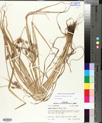 Cyperus retrorsus image