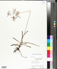 Cyperus rotundus image