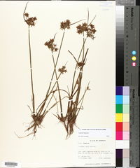 Cyperus haspan image