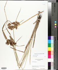 Cyperus virens image
