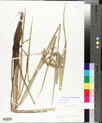 Cyperus virens image