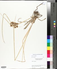 Cyperus virens image