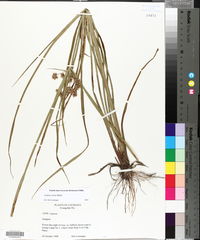 Cyperus virens image