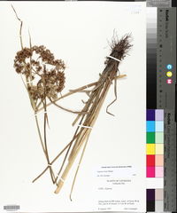 Cyperus virens image