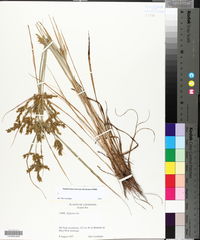 Cyperus iria image