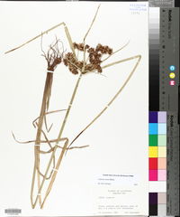 Cyperus virens image