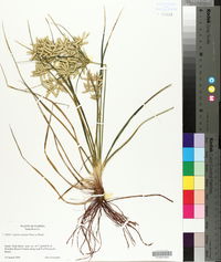 Cyperus oxylepis image