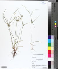 Cyperus compressus image