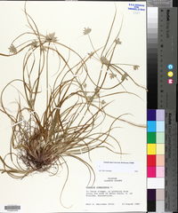 Cyperus compressus image