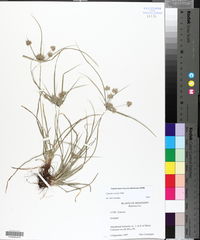 Cyperus croceus image