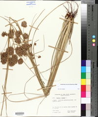 Cyperus elegans image
