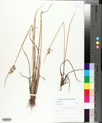 Cyperus haspan image