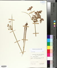 Cyperus haspan image