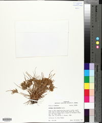 Cyperus polystachyos image