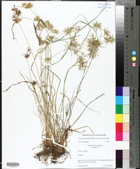 Cyperus polystachyos var. texensis image