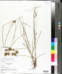 Cyperus polystachyos image