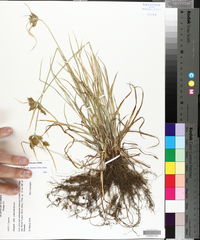 Cyperus polystachyos var. texensis image