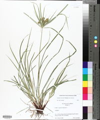Cyperus retrorsus var. retrorsus image