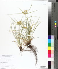 Cyperus retrorsus var. retrorsus image
