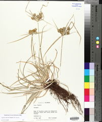 Cyperus retrorsus image
