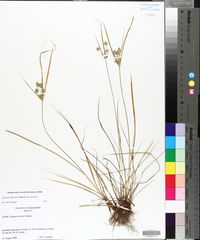 Cyperus retrorsus image