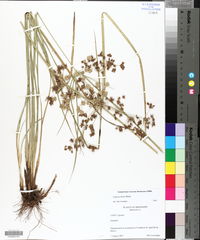 Cyperus virens image